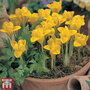 Iris danfordiae