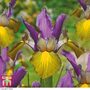 Iris x hollandica 'Picasso'