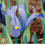 Iris 'Harmony'