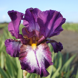 Iris 'Autumn Encore' (Reblooming)