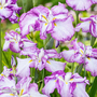 Iris ensata 'Dinner Plate Cheesecake' (Marginal Aquatic)
