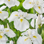 Iris ensata 'Dinner Plate Cupcake' (Marginal Aquatic)