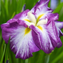 Iris ensata 'Dinner Plate Jell-O' (Marginal Aquatic)