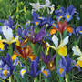 Iris 'Dutch Mixed'