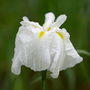 Iris ensata 'White' (Marginal Aquatic)
