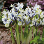 Iris 'Eyecatcher'