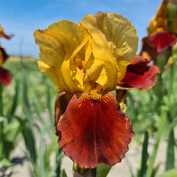 Iris 'Grand Chief'