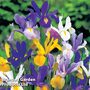 Iris Bulbs - Hollandica Mix