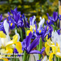 Iris 'Hollandica Mix'