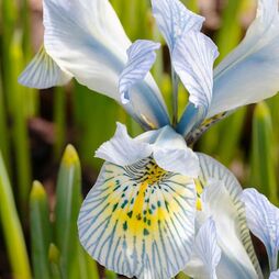 Iris 'Katharine Hodgkin'