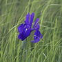 Iris laevigata (Marginal Aquatic)