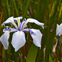 Iris laevigata 'Snowdrift' (Marginal Aquatic)