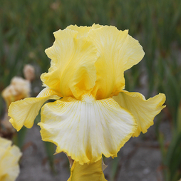 Iris 'Little Mary Sunshine'