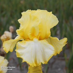 Iris 'Little Mary Sunshine'