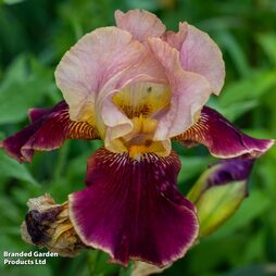 Iris 'Pass the Wine' (Re-Blooming)