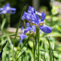 Iris pseudacorus 'Blue' (Marginal Aquatic)