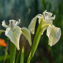 Iris pseudacorus 'Alba' (Marginal Aquatic)