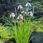 Iris laevigata 'Pink Queen' (Marginal Aquatic)