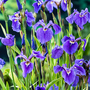 Iris setosa (Marginal Aquatic)