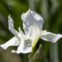 Iris sibirica 'Not Quite White' (Marginal Aquatic)