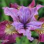 Iris sibirica 'Peacock Butterfly Miss Apple'