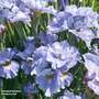 Iris sibirica 'Peacock Butterfly Mission Bay'