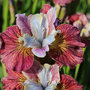 Iris sibirica 'Peacock Butterfly Painted Woman'