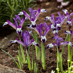 Iris reticulata 'Spot On'