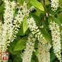Itea virginica