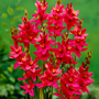 Ixia 'Venus'