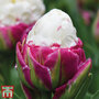 Tulip 'Ice Cream'