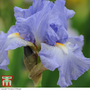 Iris 'Victoria Falls' (Reblooming)