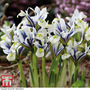 Iris 'Eyecatcher'