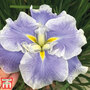Iris ensata Dinner Plate 'Ice Cream'