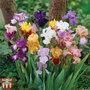 Bearded Iris Mixed