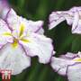 Iris ensata Dinner Plate 'Tiramisu'
