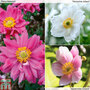 Anemone Trio