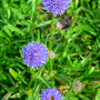 Jasione laevis 'Blue Light'