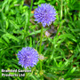 Jasione laevis 'Blue Light'