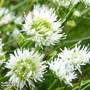 Jasione montana f. alba 'White Delight'