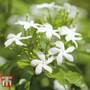 Jasminum officinale