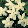 Jasminum officinale 'Clotted Cream'