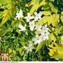 Jasminum officinale 'Fiona Sunrise'