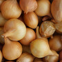 Onion 'Jet Set' F1 (Spring)