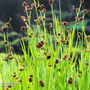 Juncus ensifolius (Marginal Aquatic)