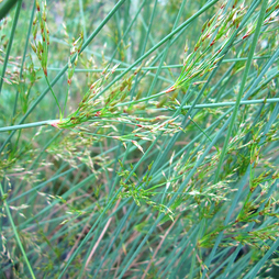 Juncus inflexus (Marginal Aquatic)