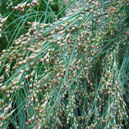 Juncus maritimus (Marginal Aquatic)