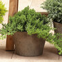 Juniperus communis 'Green Carpet'