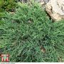 Juniperus procumbens 'Nana'