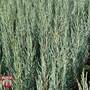 Juniperus scopulorum 'Blue Arrow'